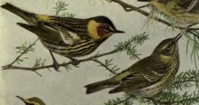 Cape May Warblers.jpg