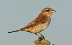 Red-backed Shrike Bowers Marsh 04-09-2013 WEB 037.jpg