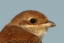 Red-backed Shrike Bowers Marsh 04-09-2013 WEB 008.jpg