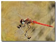 red darter male.jpg