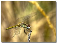 red darter female.jpg