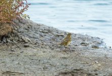 meadow pipit uw DSC_8510.jpg