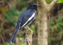 IMG_0541 Magpie Robin Pui O.jpg