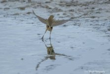 meadow pipit uw 2 DSC_8505.jpg