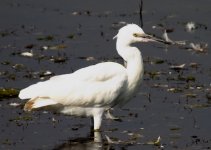 Little Egret_Forum.jpg