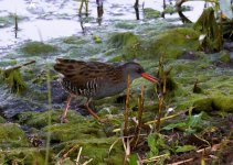 Water Rail_Forum.jpg