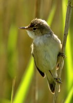 Reed_Warbler_gallery.jpg