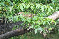 IMG_2023_Tiger-Heron.JPG