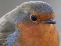 robin260206a.jpg