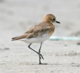 sand plover sp3.jpg