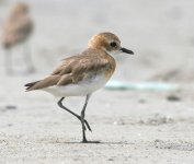 sand plover sp4.jpg