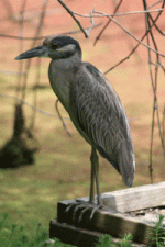 Bird.gif