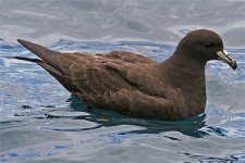 BlackPetrel.jpg