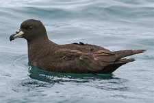 WestlandPetrel2.jpg