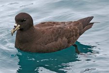 WhitechinnedPetrel2.jpg