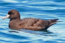 WhitechinnedPetrel.jpg