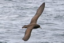 BlackPetrel2.jpg