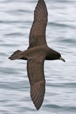 WhitechinnedPetrel3.jpg