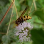 volucella_inanis_3sep06_420_20a.jpg