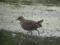 BF Spotted Crake 1.JPG