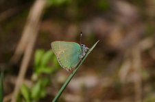 Green Hairstreak thumb 1.jpg