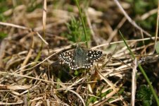 Grizzled Skipper thumb 1.jpg