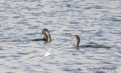 CORMORANT WITH EEL UWDSC_5145.jpg