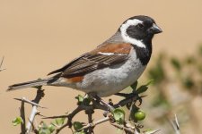 Cape Sparrow.jpg