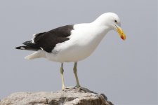 Cape Gull.jpg