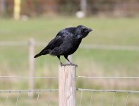 crow.JPG