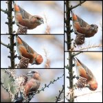 crossbill id.jpg