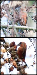 crossbill id 2.jpg