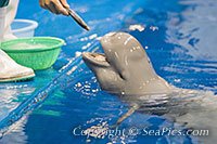 015750-200-porpoise.jpg