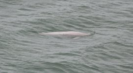 Porpoise 535632.jpg