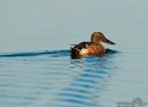 10-13-2013_Northern_Shoveler_wm.jpg