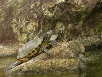 IMG_0061 Red-eared Slider DB.jpg