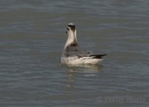 Red_Phalarope_DSC06409-L.jpg