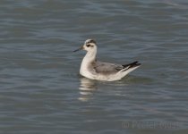 Red_Phalarope_DSC06415-L.jpg