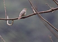 1063 Papamoscas azul - Taroko - Taiwan 2013.jpg