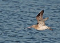 Bar-tailed-godwit177.jpg