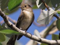 redbreastedflycatcher.JPG