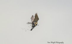 Peregrine with stock dove uw DSC_5604.jpg