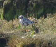 grey plover 2.JPG