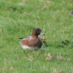 wigeon.JPG