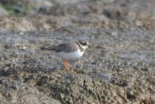 ringed plover.JPG