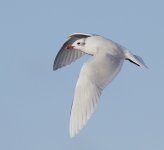 Med Gull_G9A8523.JPG