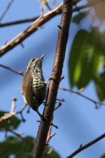 speckled piculet1.jpg