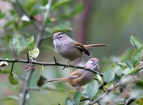 spectacled fulvetta800.jpg