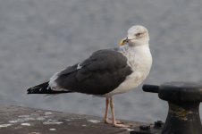 gull_x_1.jpg