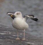 gull_x_5.jpg